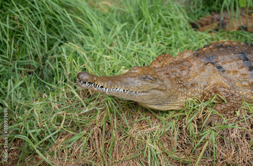 Fotografie Australia, Adelaide crock