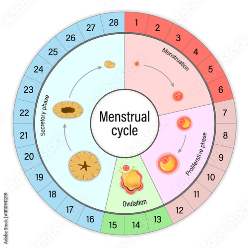 Menstrual cycle chart. Menstrual, proliferative ovulation and secretory phases. Follicular phase, ovulation and luteal phase. Phases of the Menstrual Cycle.