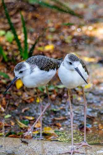 Animals/Birds