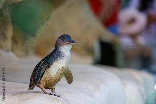 Penguin