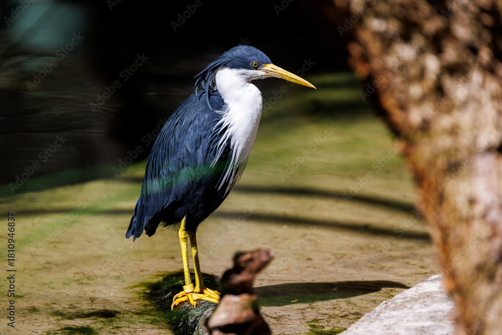 Fototapeta premium Birds