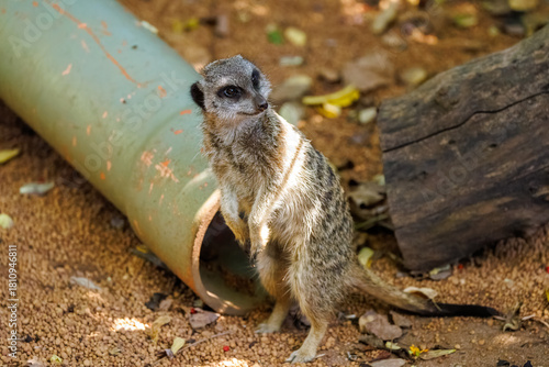 Meerkat
