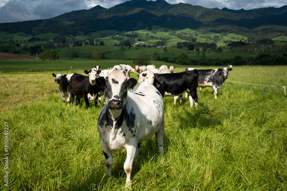 Obraz premium herd of speckle park cattle grazing in lush green grass field with mountain backdrop