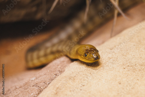 Reptile