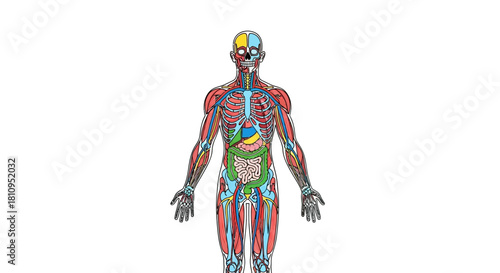 Anatomical depiction of human body systems including skeleton muscles organs and circulatory system