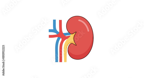 Cartoon kidney red organ with blue and red arteries and yellow duct