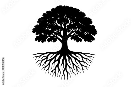 Black silhouette of mature tree with detailed visible roots