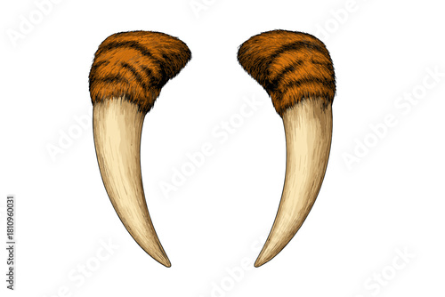 Pair of Saber Toothed Cat Fangs with Striped Fur Detail
