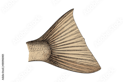 Detailed drawing of fish caudal fin structure showing scales and radiating rays
