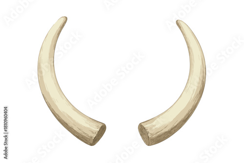 Curved ivory tusks pair isolated on white background