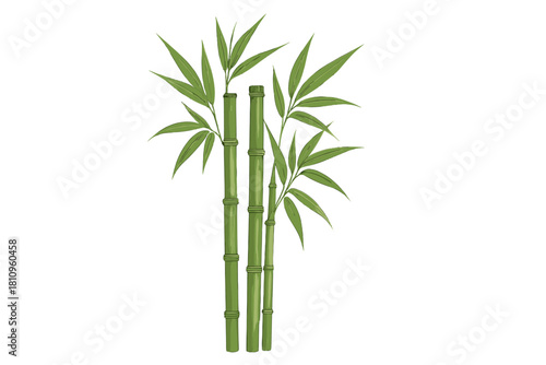 Several vibrant green bamboo stalks with detailed leaves isolated on white background
