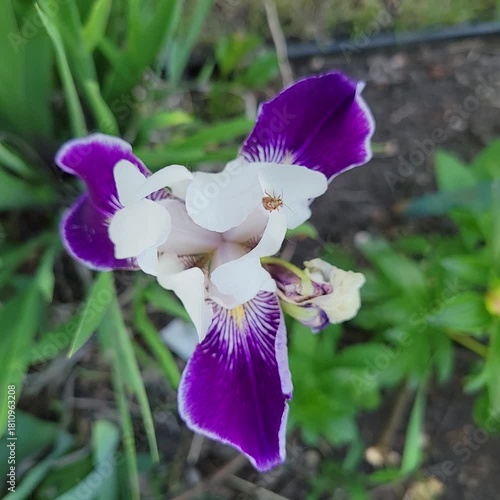Purple iris in the garden
