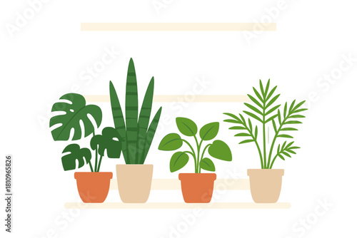 Four popular house plants arranged neatly on a modern shelf