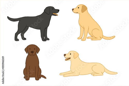 Four Labrador Retriever dogs in black, yellow, and chocolate colors