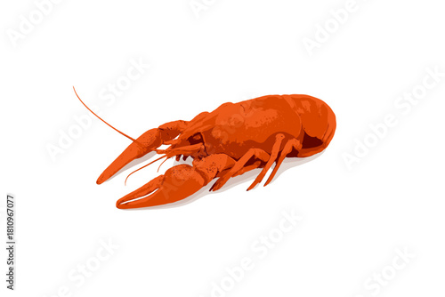 Cooked bright red crawfish isolated on a clean white background