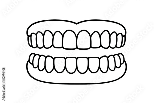 Human teeth anatomy showing upper and lower jaw arches for dental health concepts