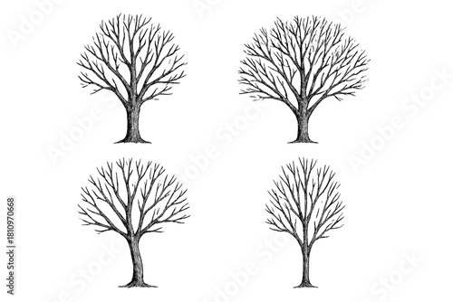 Detailed set of four bare deciduous trees showing trunks and intricate branches