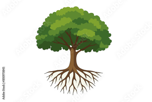 Healthy mature tree showing its strong trunk and extensive underground root structure