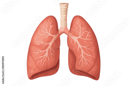 Detailed anatomical representation of the human lungs and respiratory system structure for medical education