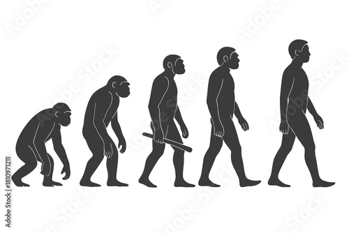 Stages of human evolution showing the progression from ape to modern Homo sapiens silhouette sequence