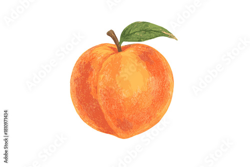 Realistic fresh ripe peach fruit with green leaf and stem mimicking colored pencil texture