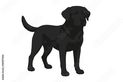 Majestic black Labrador Retriever dog standing proudly on a clean white background