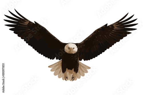 Majestic Bald Eagle in full flight with outstretched wings, isolated on white background