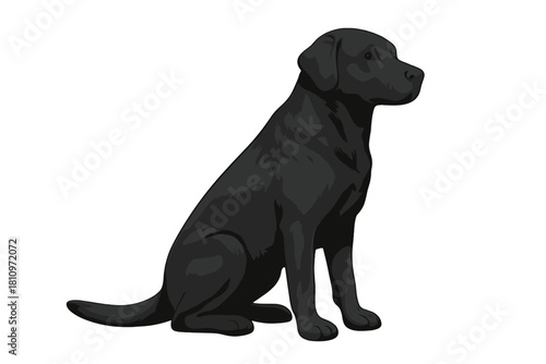 Full body view of a black Labrador dog sitting patiently and looking right