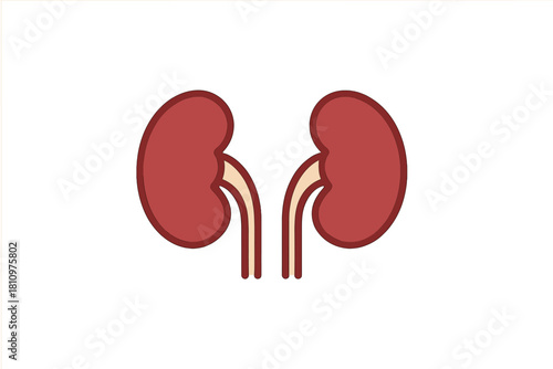 Simplified graphic representation of human kidneys and ureters anatomy