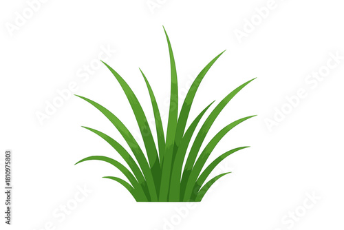 Clump of vibrant green ornamental grass blades isolated on white background