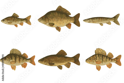 Set of six different freshwater fish species isolated on white background