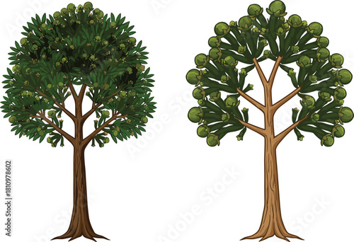 Fruit tree illustration comparison, dense foliage with small fruits, sparse canopy with larger fruits, botanical drawing, agriculture, farming, orchard, nature