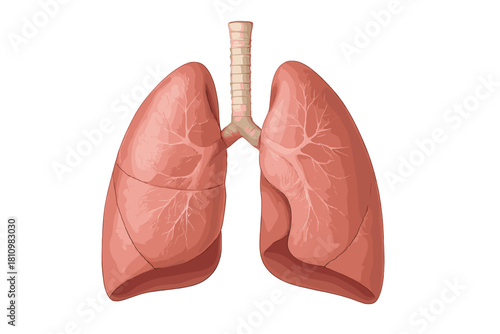 Detailed anatomical diagram of human lungs and trachea