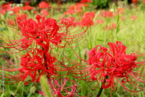 日本　埼玉の秋の風景