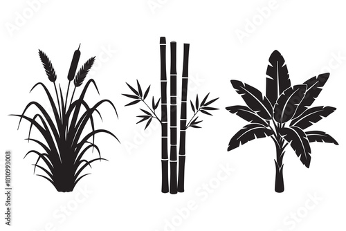 Silhouettes of tropical plants sugarcane bamboo and banana leaves