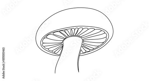 Vector illustration of outline drawing of a mushroom with gills