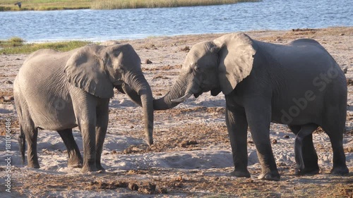 Two elephants playing with their trunk at Chobe National Park in Botswana 