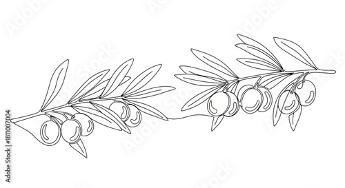 Vector illustration of olive branch isolated on for mediterranean cuisine concept