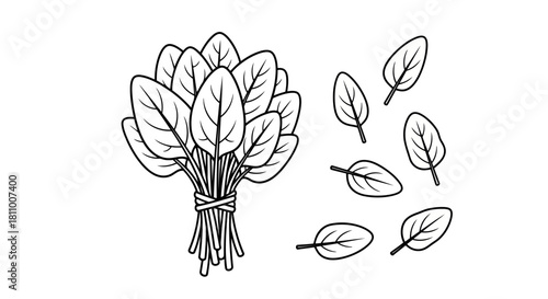 Vector illustration of hand drawn spinach leaves and bunch isolated on illustration