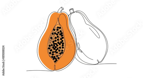 Vector illustration of papaya fruit in continuous line drawing style isolated on