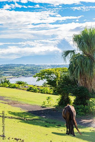 Tokara Horse Grazing in Nature at Kaimon Foothills Park, Kagoshima, Japan