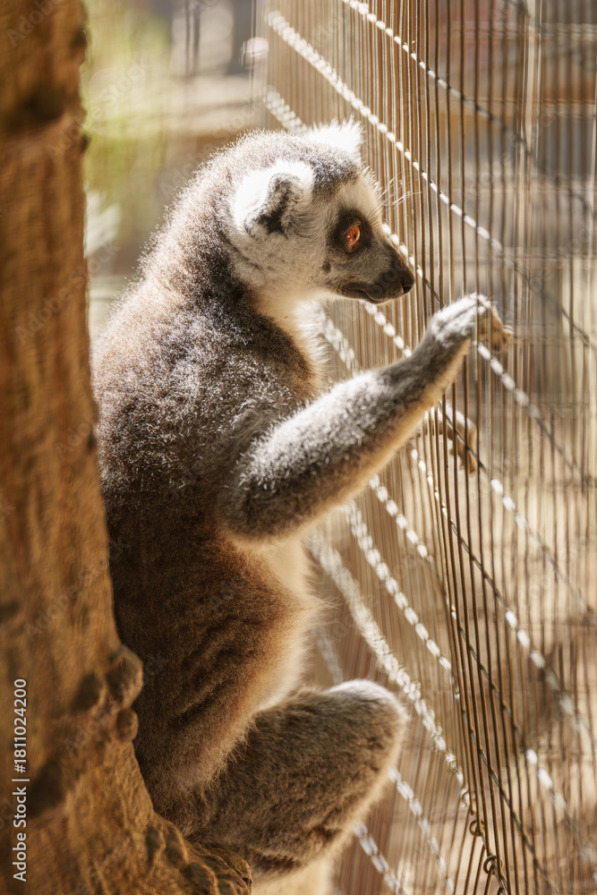 Obraz premium Close-Up Side View of a Captive Ring-Tailed Lemur Gripping the Cage Bars at the Zoo