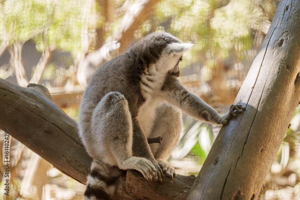 Obraz premium Side View of a Ring-Tailed Lemur Sitting on a Tree Branch in Soft Sunlight
