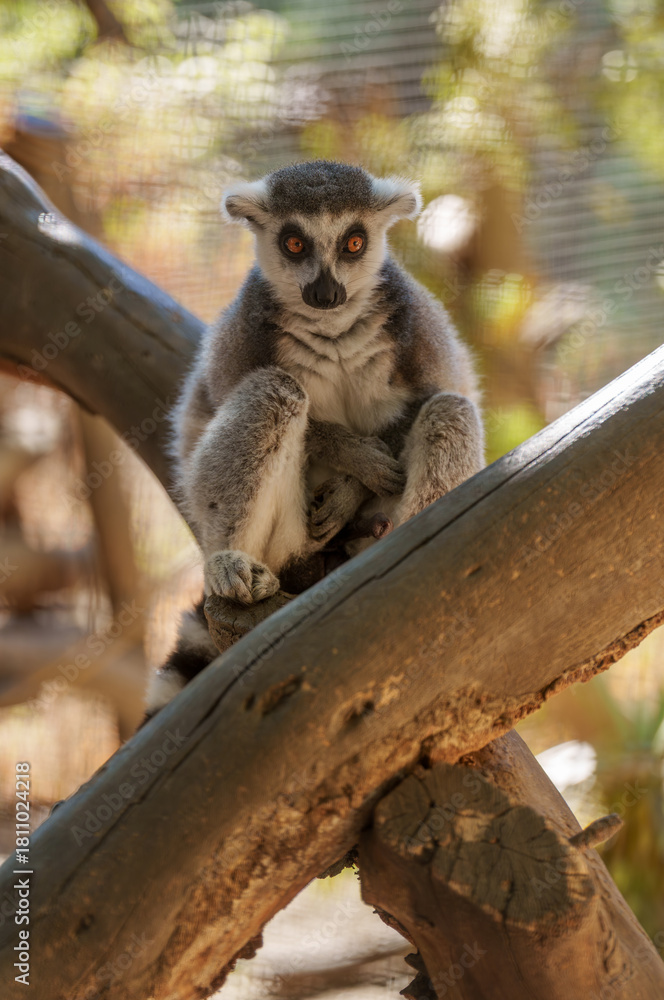 Obraz premium Vertical Portrait of a Ring-Tailed Lemur Sitting on Intersecting Tree Branches