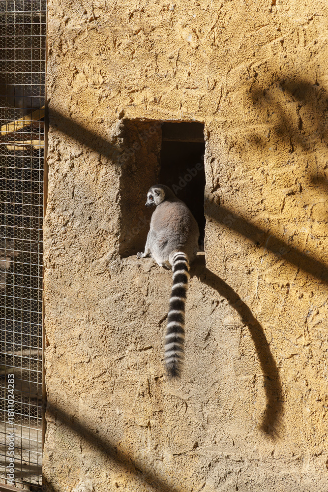 Obraz premium Ring-Tailed Lemur Sitting in a Wall Niche with Tail Hanging Down at the Zoo