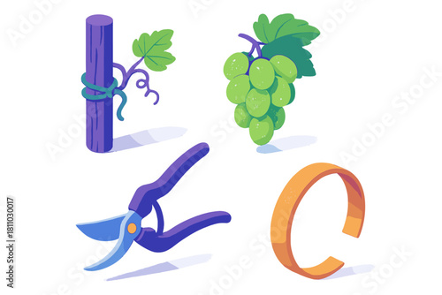 Fresh green grapes, pruning shears, and vine on a stake, textured design for gardening and harvest