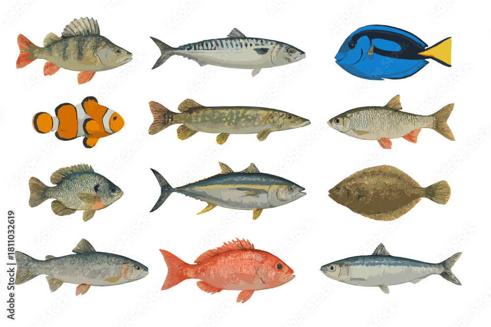 Naklejka premium Twelve different types of fish isolated on white background