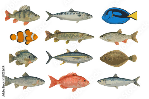 Twelve different types of fish isolated on white background