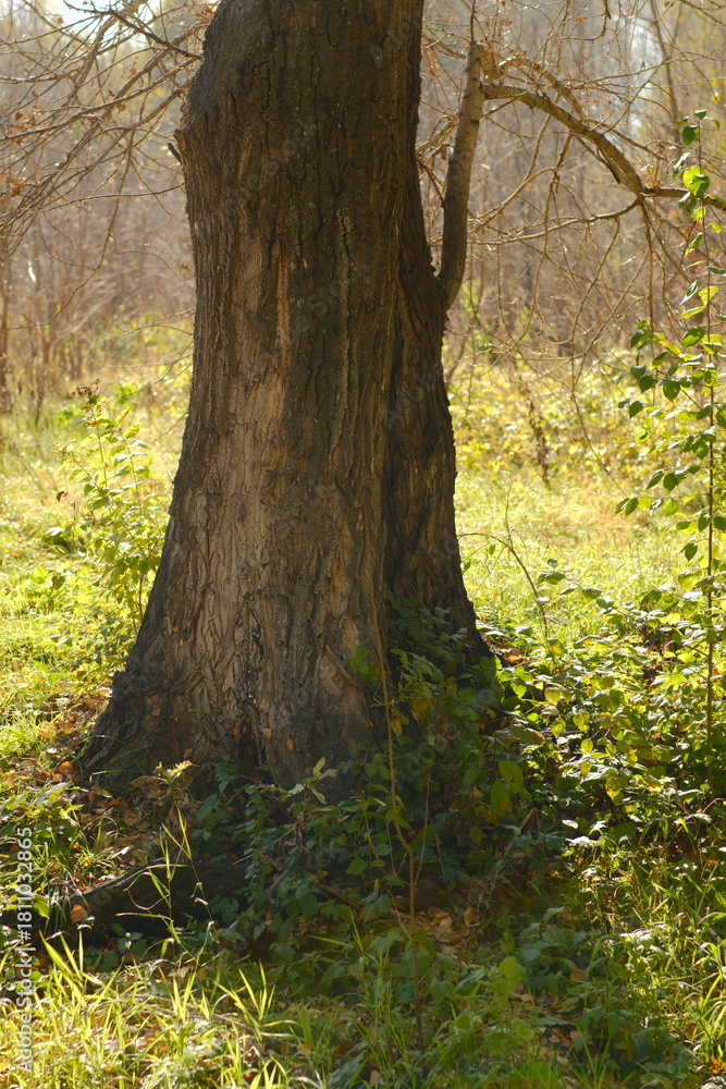 Naklejka premium Tree trunk bathed in sunlight, surrounded by green grass. Natural outdoor scene with warm light, peaceful countryside atmosphere, and lush greenery.
