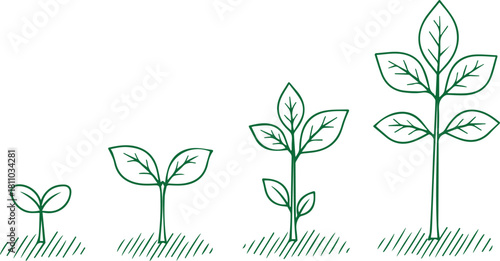 Four Stages of Plant Growth Seedling to Mature Plant Keywords: plant, growth, stages, seedling